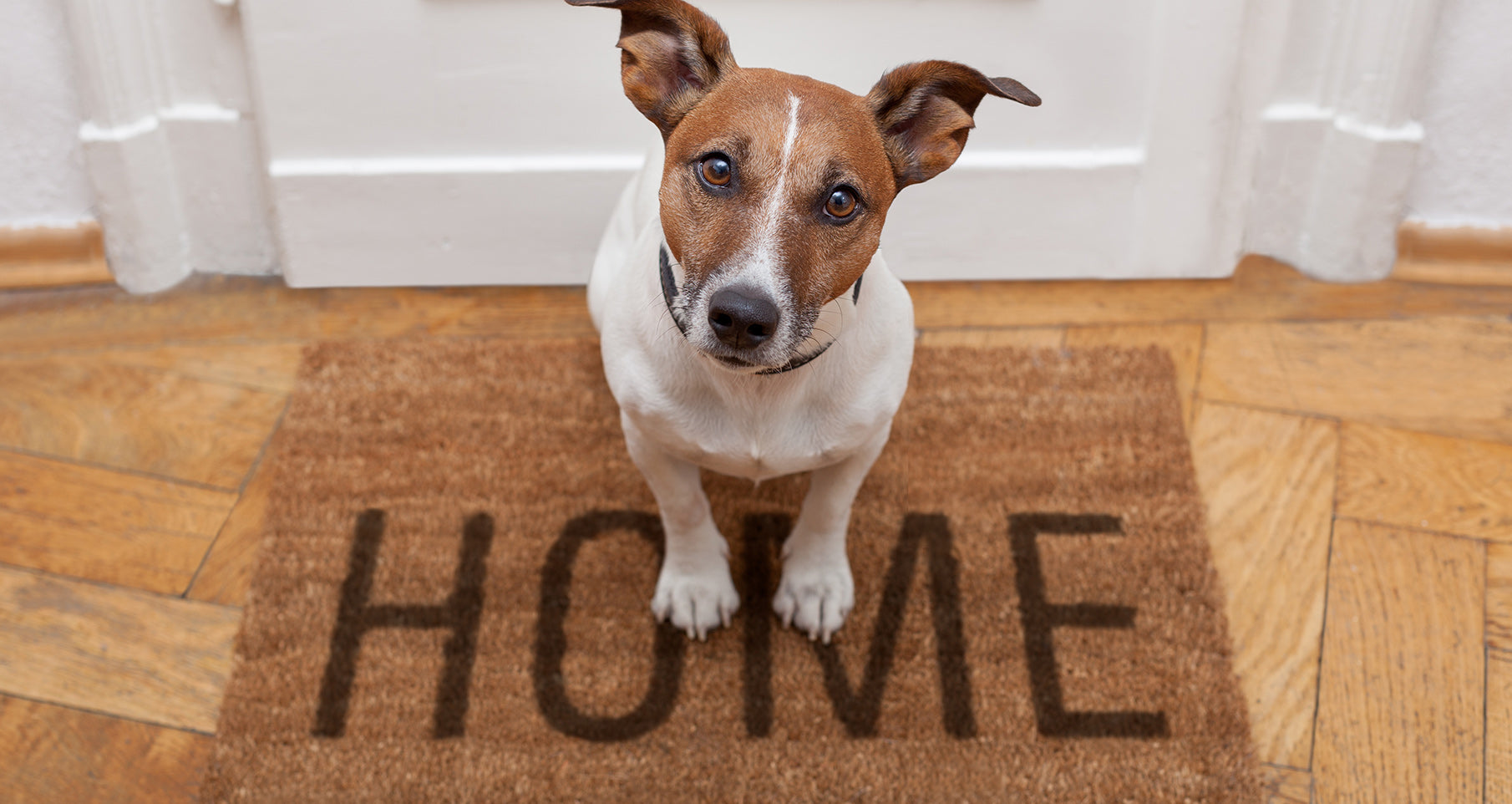 Alone Time for Dogs: How Much Is Too Much? – American Kennel Club