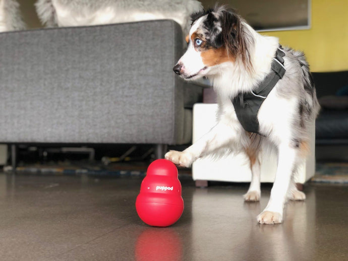 PupPod Raises $772K Seed Funding, Announces Strategic Relationship with The Company of Animals