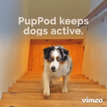 Load image into Gallery viewer, PupPod Gaming, Training, and Enrichment System for Dogs - Positive Reinforcement Puzzle Toy, Video Feeder, and Mobile App (Level 4 Perk)