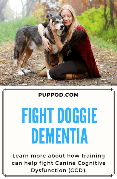 How Training Can Help Keep Doggie Dementia at Bay