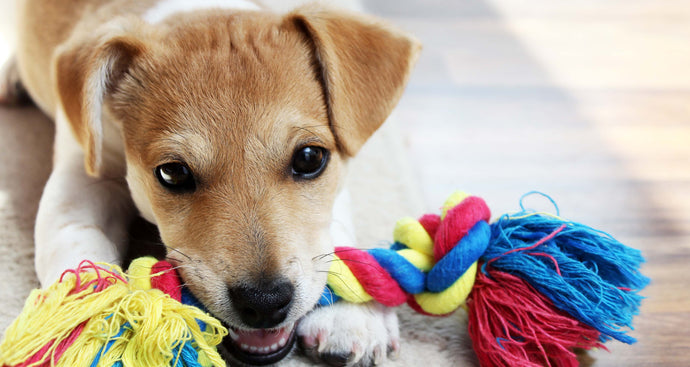 The Taming of the Chew: Helping to stop a pup from chewing everything!