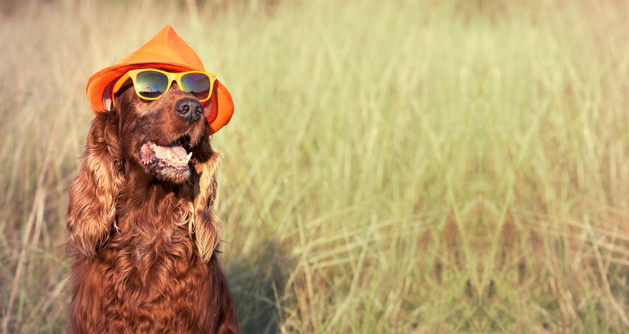 Should you take your dog on vacation? What you need to know