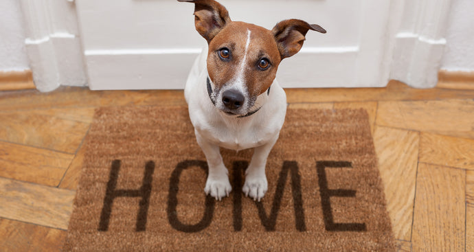 How long should you leave your dog alone?