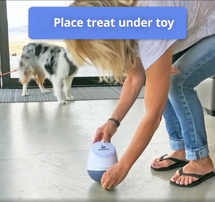 Introducing Your Dog to the PupPod Rocker