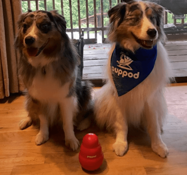 Blind Dogs Need Smart Toys Too