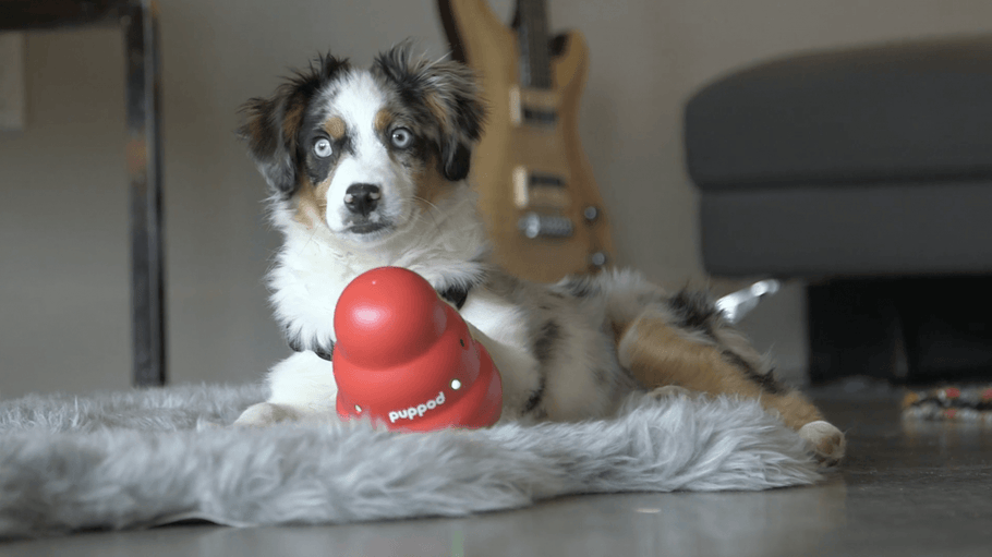 A Smart Dog Toy That Beats Boredom