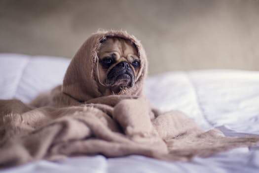Protecting Your Dog from the Canine Flu