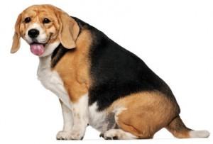 Is Your Dog Obese? Here Are the Warning Signs