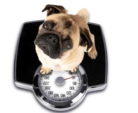 Will my dog gain weight?