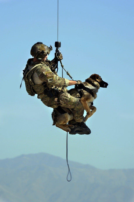 What Does It Take to Train a Search and Rescue Dog?
